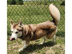 Kyra Husky Adult Female