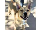 Elle* Carolina Dog Adult Female