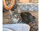 Gracie Domestic Shorthair Young Female