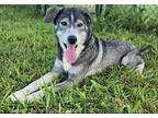 Kylie Husky Adult Female
