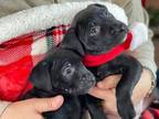 Luna Golden Retriever Young Female