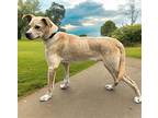 SWEET SIMON IS PERFECTION Labrador Retriever Adult Male