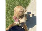 Rosalee Labrador Retriever Puppy Female