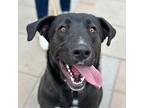 Elfie Retriever (Unknown Type) Adult Male