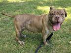 Pert Plus Boxer Senior Female