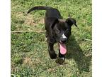Sammy Mixed Breed (Medium) Puppy Male