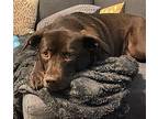Bear Labrador Retriever Adult Female