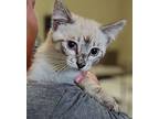 Marabelle Domestic Shorthair Kitten Female