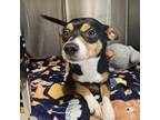 Buster Chihuahua Adult Male