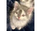 Bella Maine Coon Kitten Female