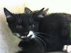 MAURICE Domestic Shorthair Kitten Male