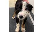 Cedar Australian Shepherd Young Male