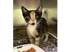 Mochi Domestic Shorthair Kitten Female