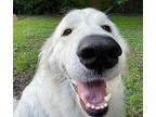 Snowy Great Pyrenees Adult Female