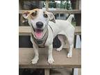 Charli Jack Russell Terrier Adult Female