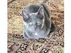 June Domestic Shorthair Young Female