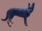 Binx German Shepherd Dog Young Male