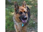 MATER German Shepherd Dog Adult Male