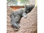 Ziggy Maine Coon Kitten Male
