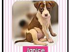 JANICE Pointer Puppy Female