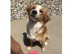 Starr Golden Retriever Young Female