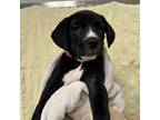 Tarragon Labrador Retriever Puppy Female
