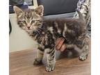 TRUFFLES Domestic Mediumhair Kitten Male