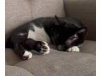 Cupcake Domestic Shorthair Kitten Male