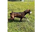 KITTY* Feist Adult Female