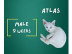 Atlas Domestic Shorthair Kitten Male