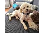 Rex Bichon Frise Young Male