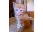 Stevey (baby boy) Domestic Shorthair Kitten Male