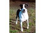 Mozzarella Labrador Retriever Young Female