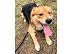 BOY Australian Shepherd Young Male