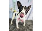 Oakley Jack Russell Terrier Adult Male