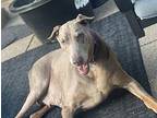 Coco Doberman Pinscher Senior Female