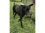 Raven Doberman Pinscher Adult Female