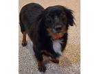 Ember Dachshund Adult Female