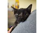 Elouise Domestic Shorthair Kitten Female