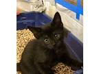 Basalt Domestic Shorthair Kitten Female