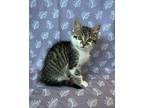 Pepper Domestic Shorthair Kitten Female