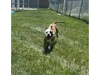 Sir Pete American Bulldog Young Male