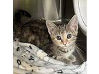 Numnums Domestic Shorthair Kitten Female