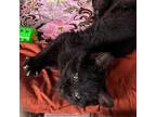 DRACULA Domestic Shorthair Kitten Male