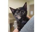 Halli Domestic Shorthair Kitten Female