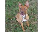 CLOVER Manchester Terrier Young Female