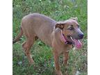 JADA Black Mouth Cur Young Female