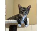 Clutch Domestic Shorthair Kitten Male