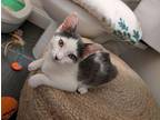 Moose Domestic Shorthair Kitten Female