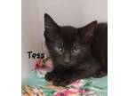 Tess Domestic Shorthair Kitten Female